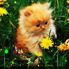 Схема вышивки «котенок и бабочка»