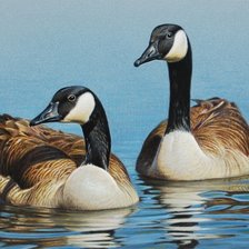 Схема вышивки «Michigan Ducks .»