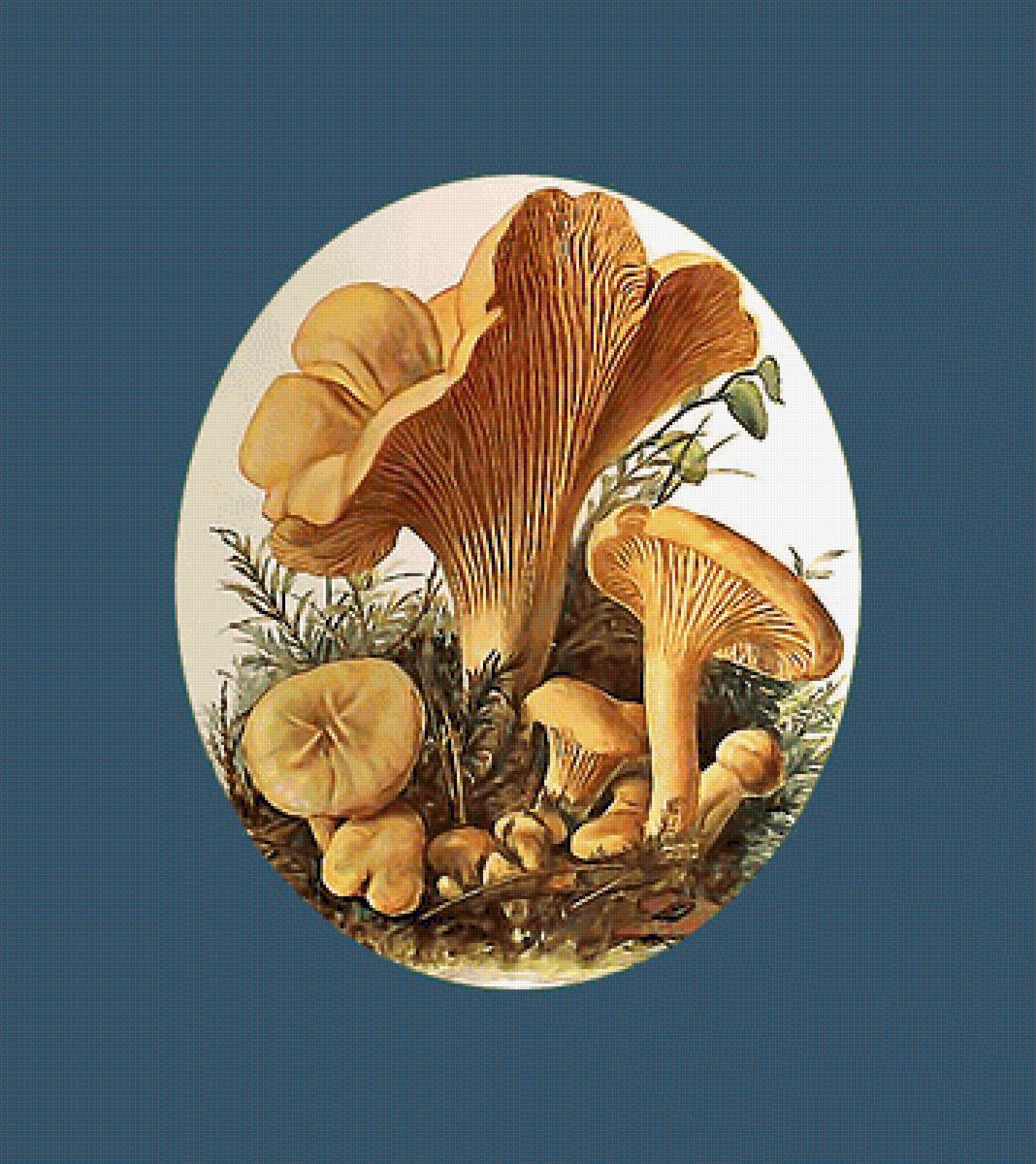 Грибы. Лисички - грибы, лисички - предпросмотр