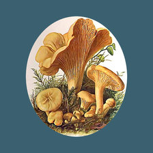 Схема вышивки «Грибы. Лисички»