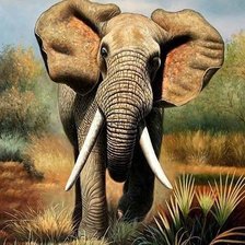 Схема вышивки «дикие»