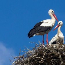 Схема вышивки «Аисты(семья)»