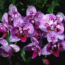 Схема вышивки «орхидеи»