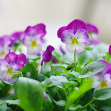 Схема вышивки «Анютины глазки»