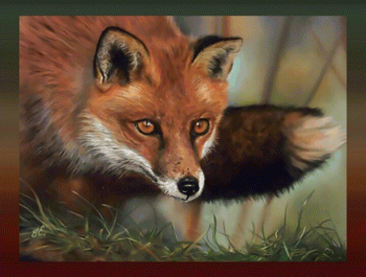 Лиса - лиса рыжая хищный взгляд хищник - предпросмотр