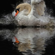 Схема вышивки «ЛЕБЕДЬ»