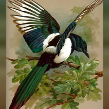 Схема вышивки «Птицы»