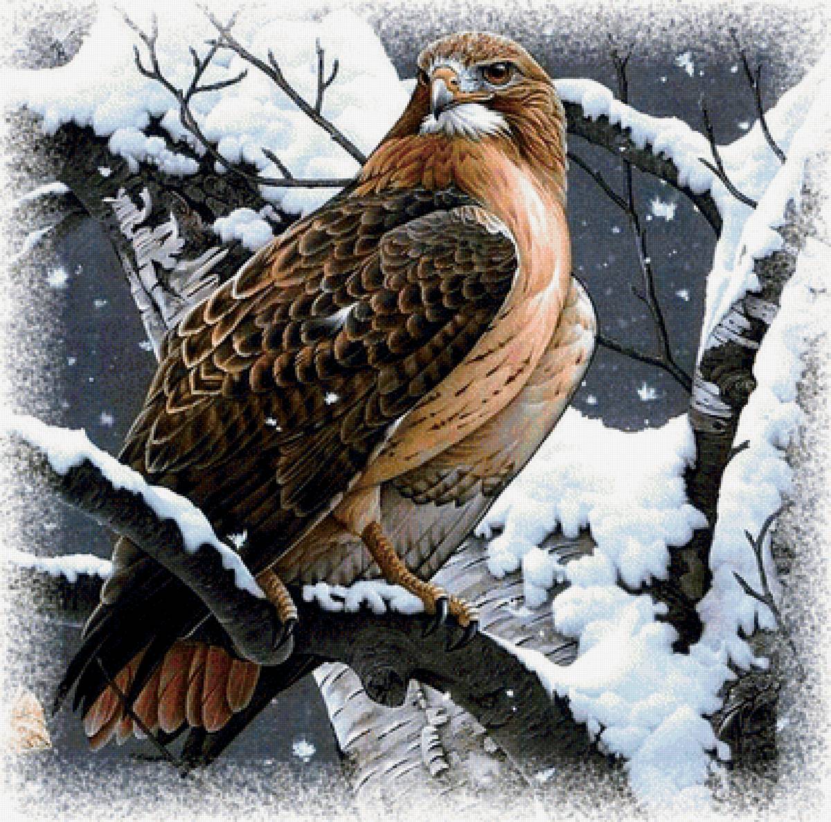 Хищная птица - хищная птица взгляд зима снег - предпросмотр