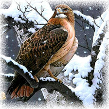 Хищная птица