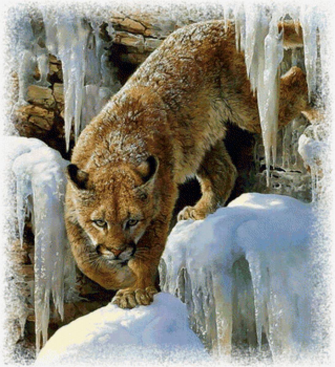 Пума - хищник пума снег зима - предпросмотр