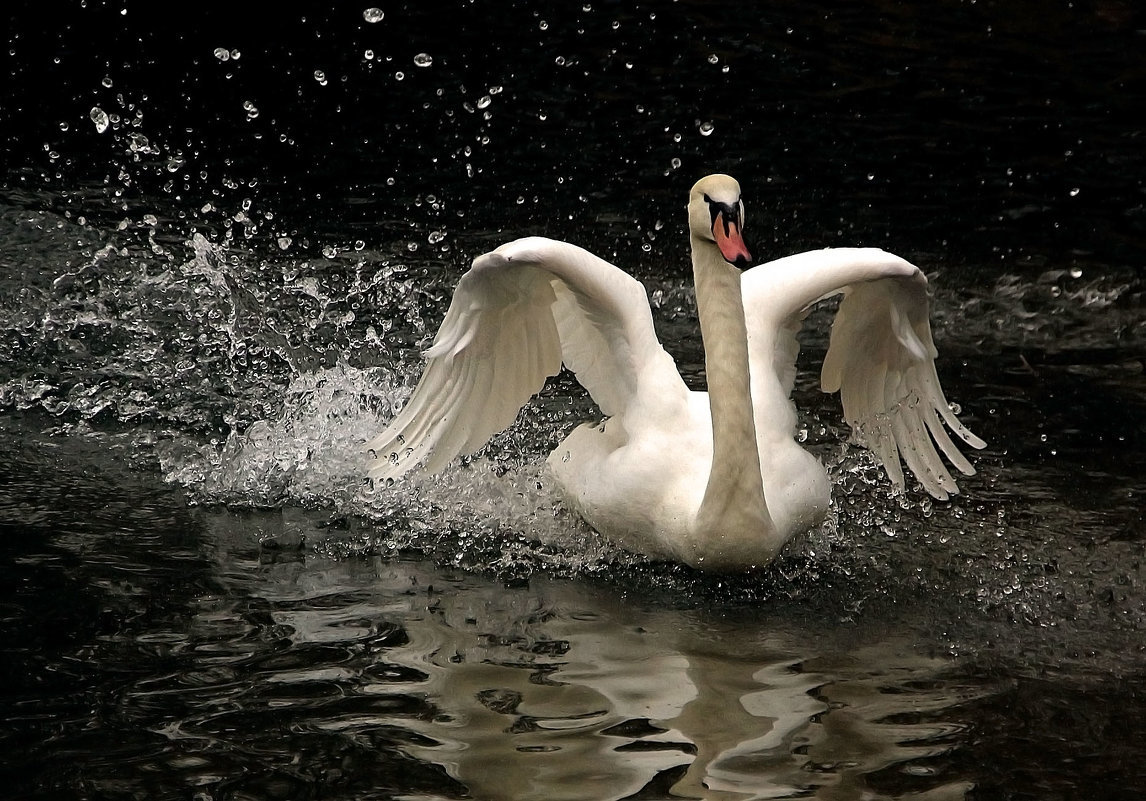 лебедь2 - оригинал