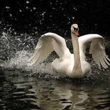 Схема вышивки «лебедь2»