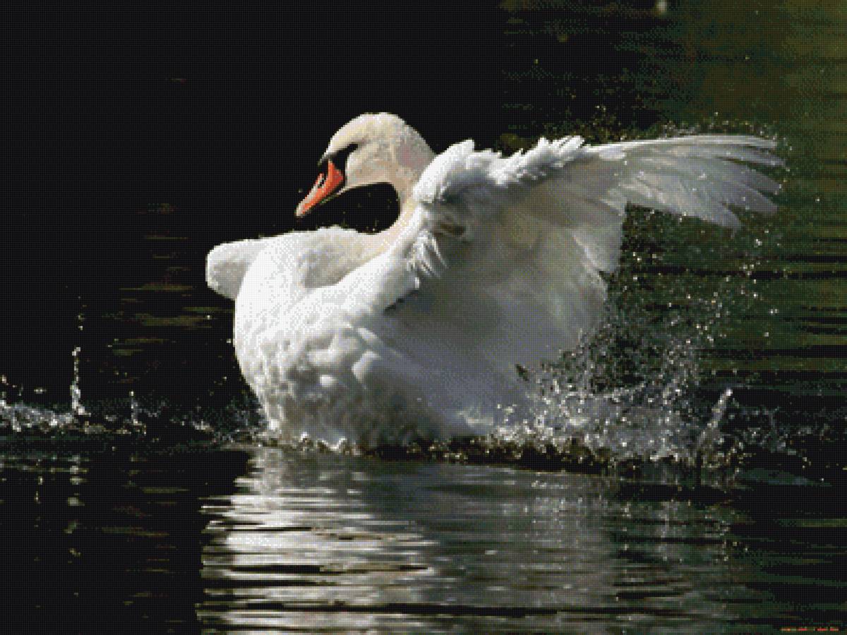 лебедь - предпросмотр