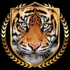 Хищный взгляд