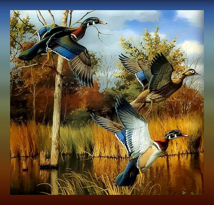 Утки - птицы утки - оригинал