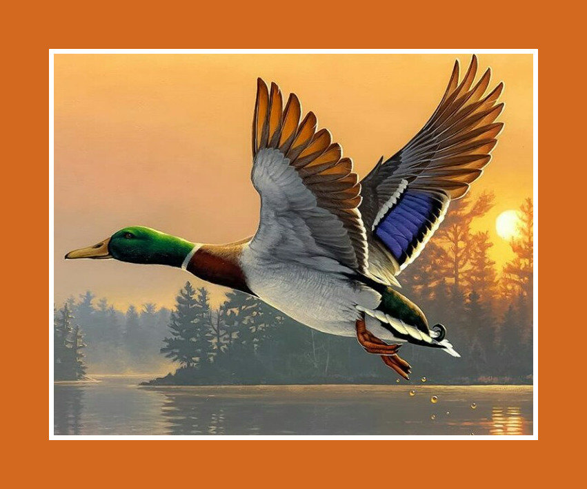 Утки - закат солнце утка - оригинал