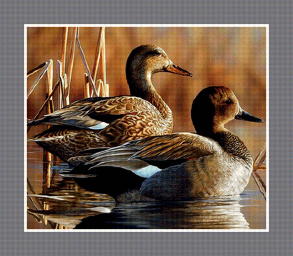 Утки - утки птицы озеро - предпросмотр