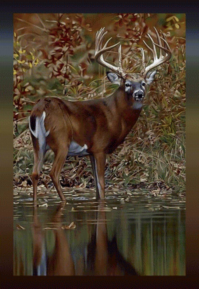 Олень - олень лес животные - предпросмотр