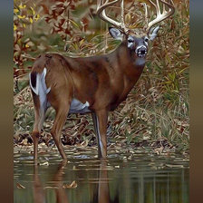 Схема вышивки «Олень»