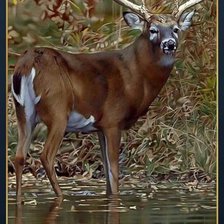 Схема вышивки «Олень2»