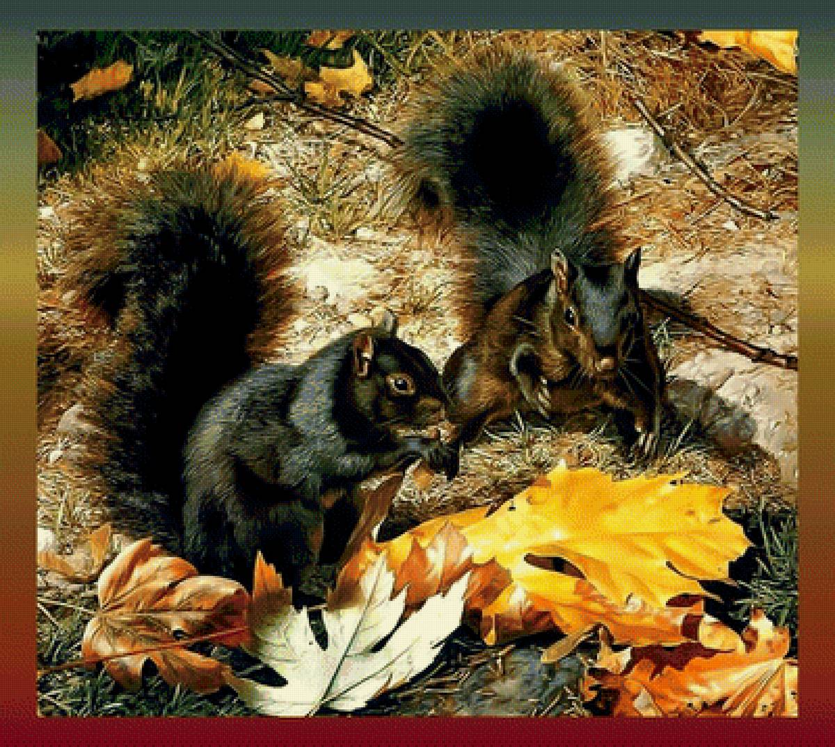 Белки. - белки осенний лес - предпросмотр