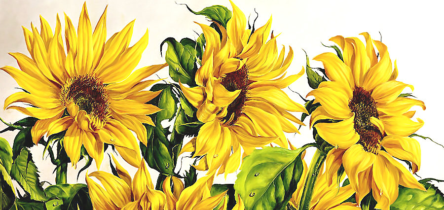 Серия "Подсолнухи" - флора, подсолнухи, цветы - оригинал