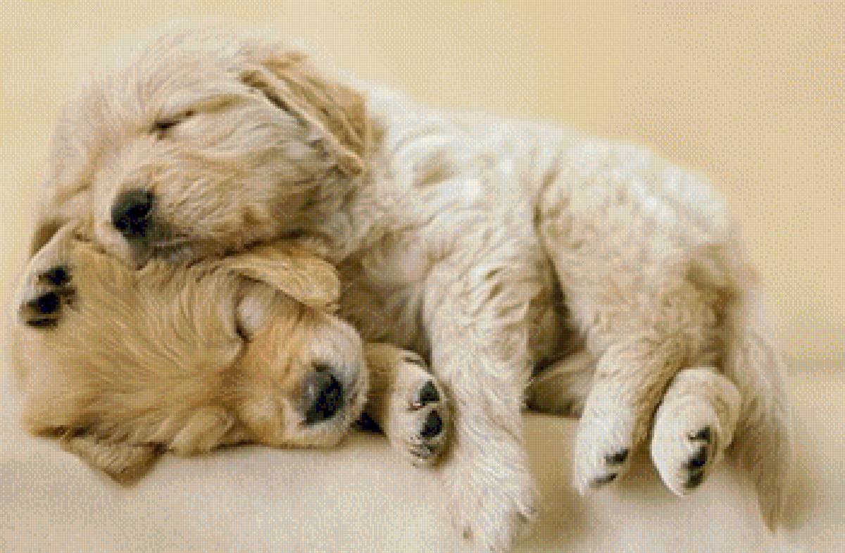 СОН - собачки, животные, природа - предпросмотр