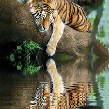 Схема вышивки «ТИГР»