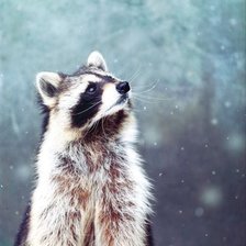 Схема вышивки «Енот»