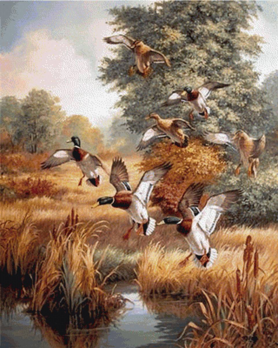 Утки - предпросмотр