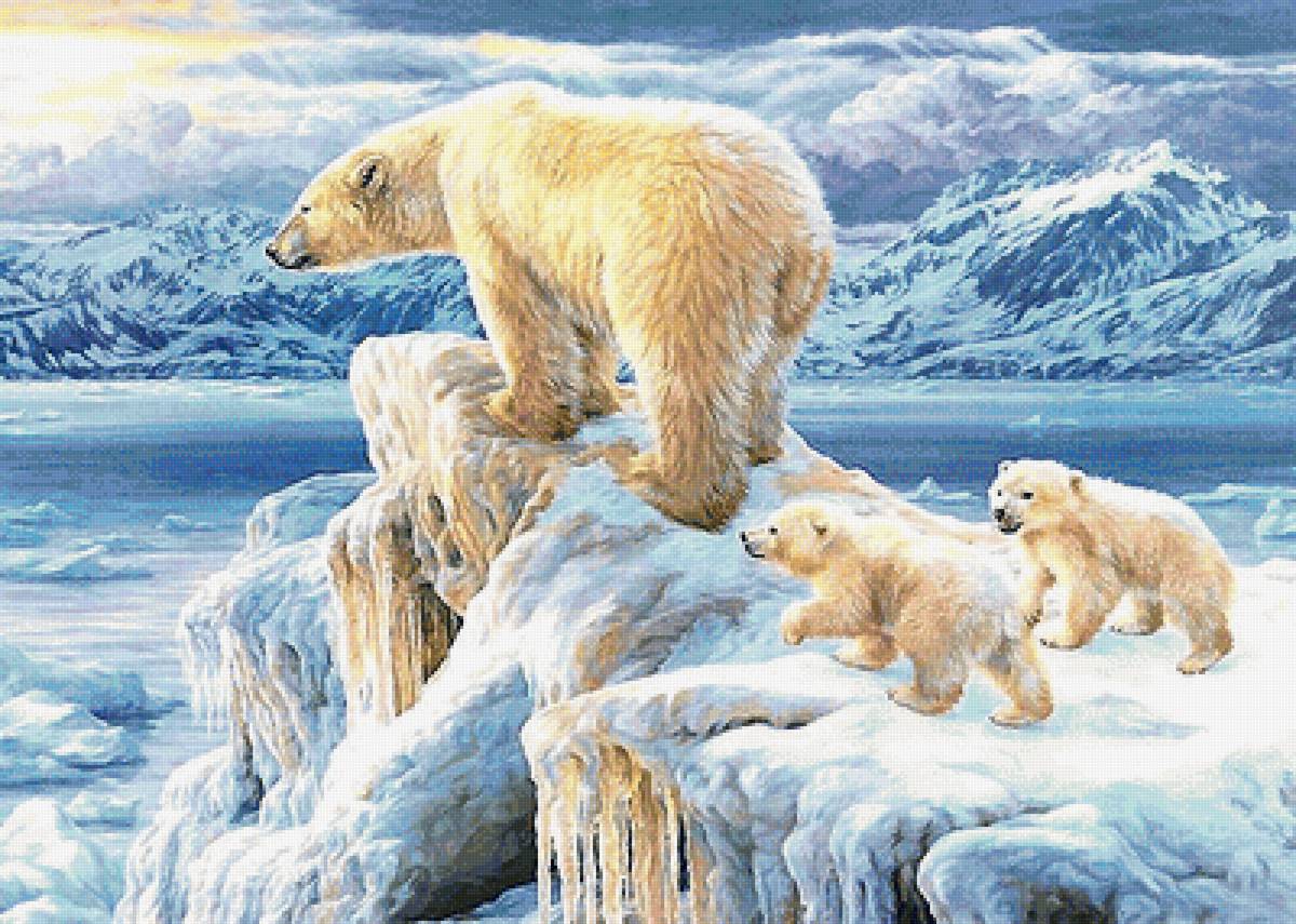 белые медведи - мир животных - предпросмотр