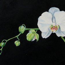 Схема вышивки «Орхидея на черном»