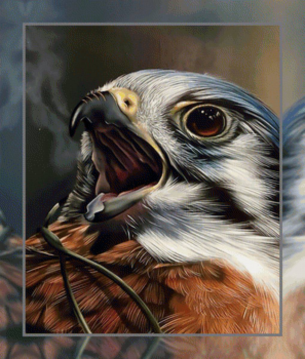 Сокол - птица сокол взгляд хищник - предпросмотр