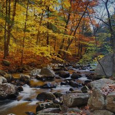 Осень в лесу