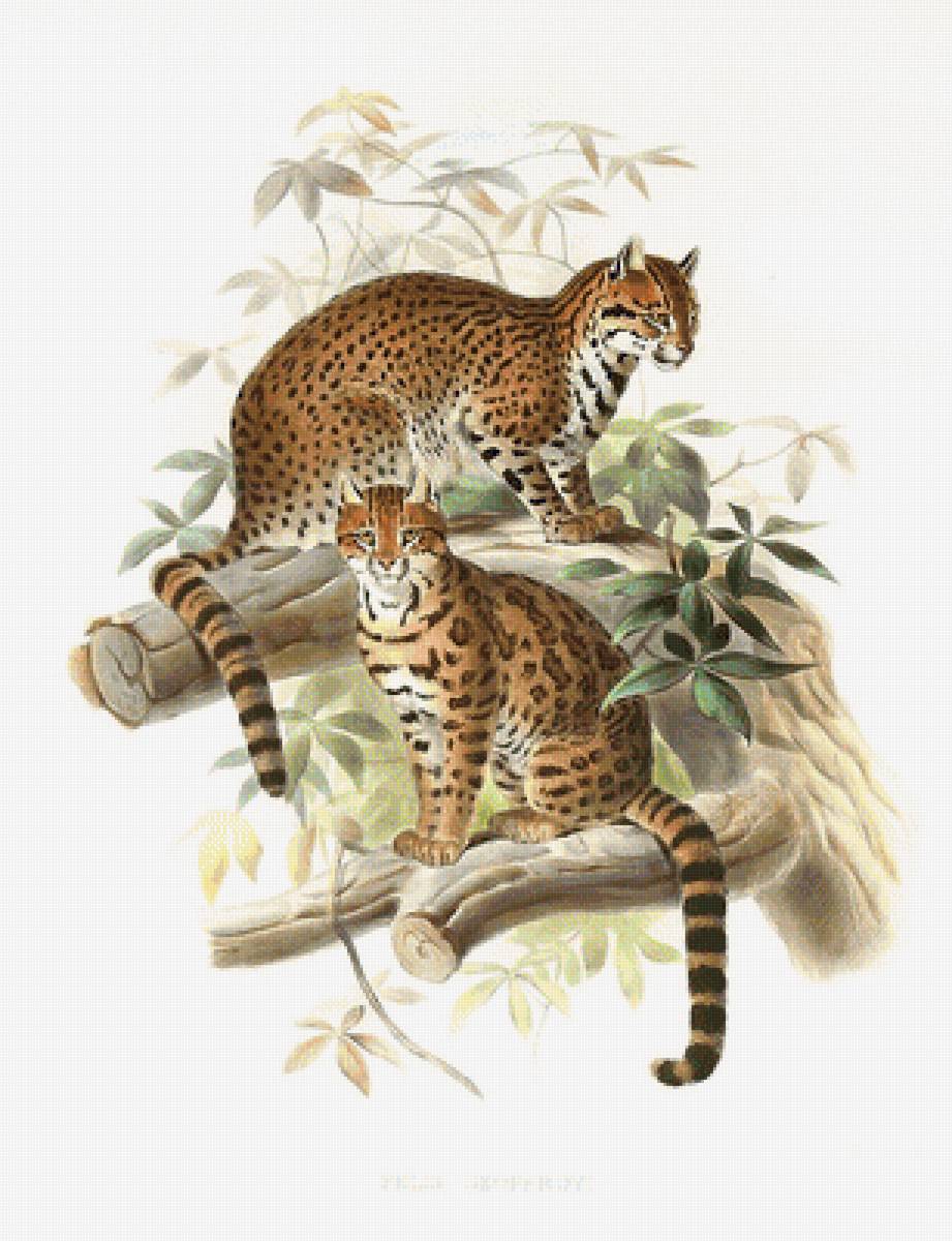 кошачьи - мир животных - предпросмотр