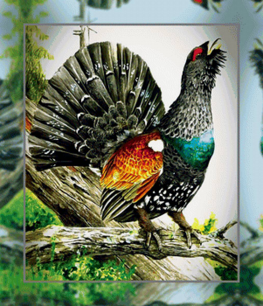 Глухарь - глухарь птица - предпросмотр