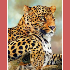 Грация леопарда