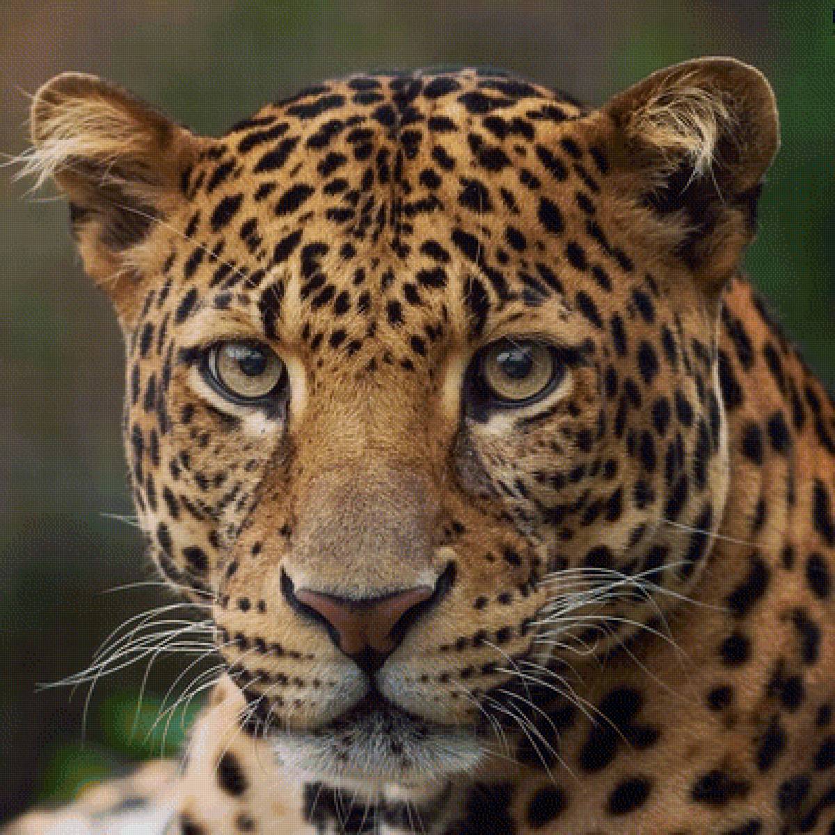 517 - предпросмотр