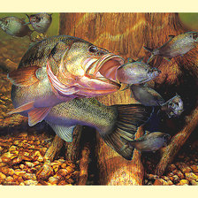 Схема вышивки «Серия "Рыбалка и охота"»