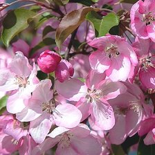 Схема вышивки «№1932857»