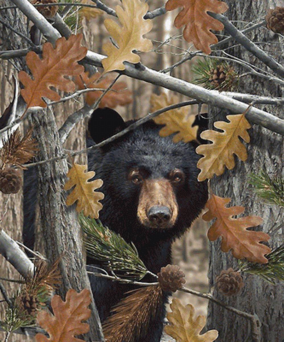 медведь - мир животных - предпросмотр