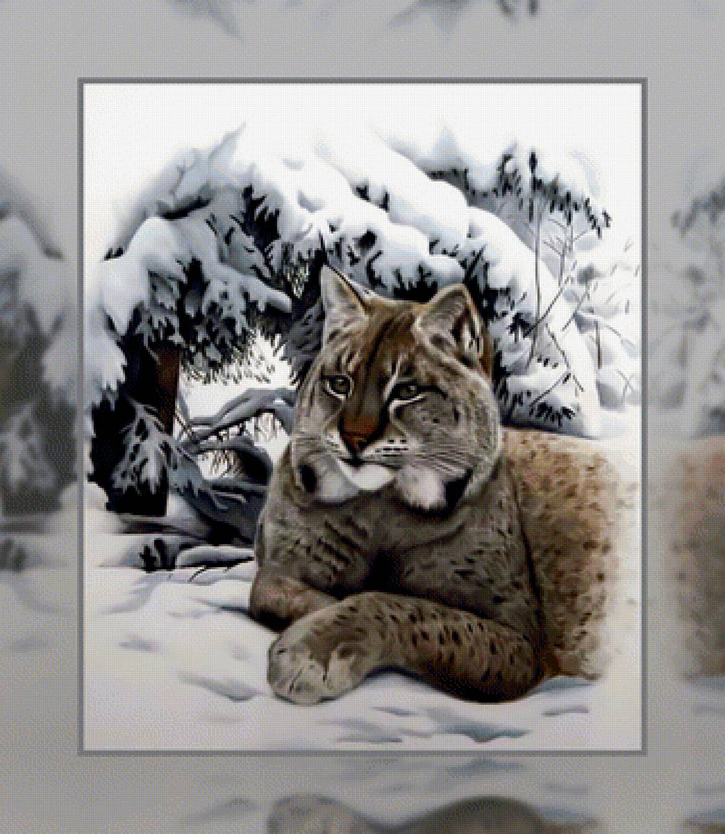 Рысь - рысь хищник зима снег - предпросмотр