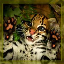 Лапы вверх!