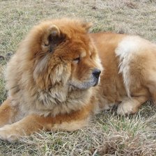 Схема вышивки «чау-чау»