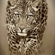 Схема вышивки «Леопард»