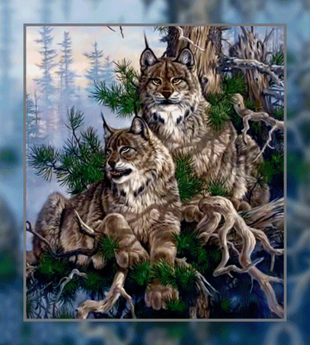 Пара. - рысь хищник природа - предпросмотр