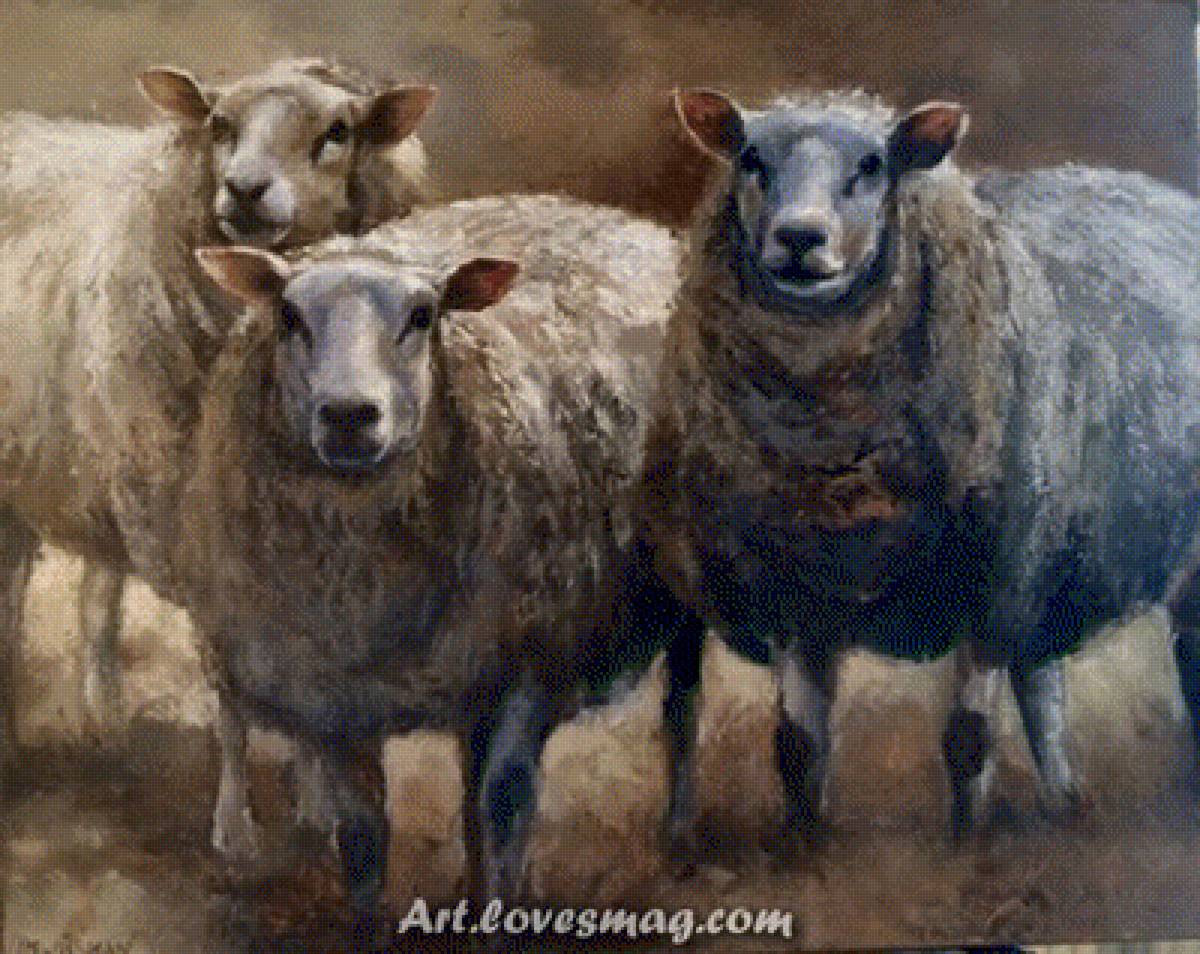 barany - предпросмотр