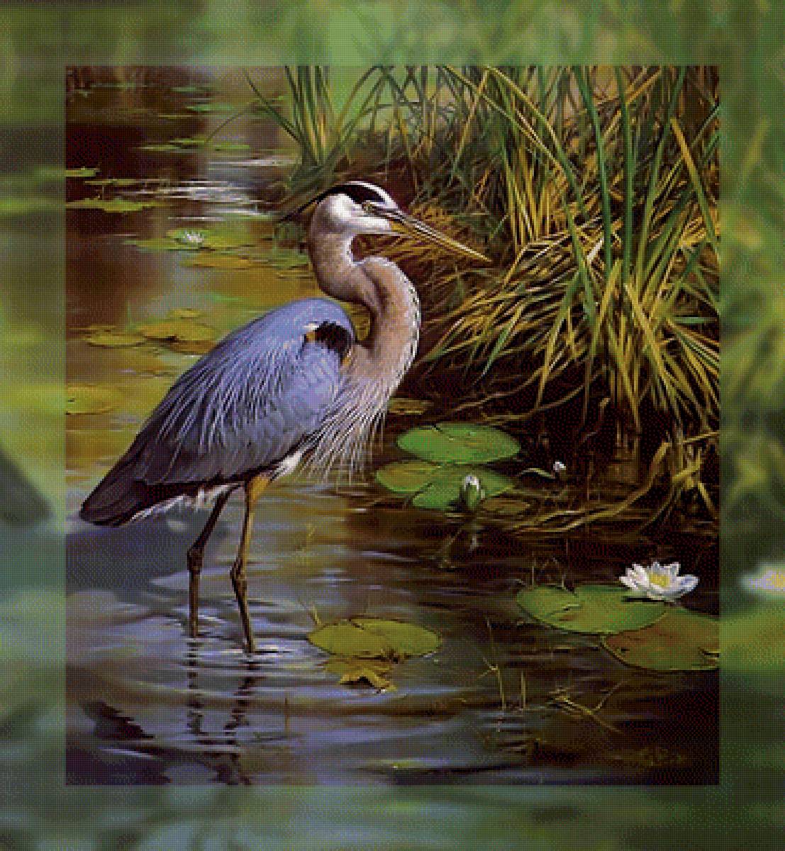 Голубая цапля - цапля пруд - предпросмотр