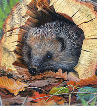 Схема вышивки «Ёжик»