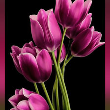 Схема вышивки «Тюльпаны.»